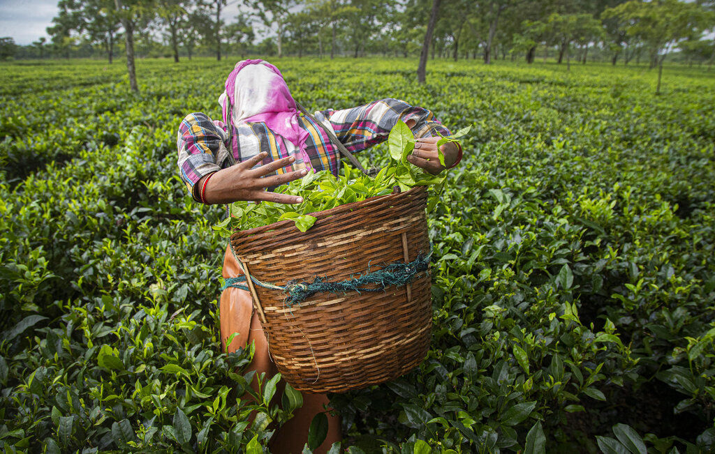 APTOPIX India Tea Gardens